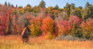 Horses and Autumn Colors