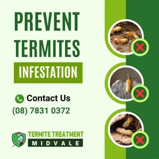 How To Prevent Termite Infestations?