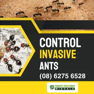 The Threat of Invasive (Tramp) Ants