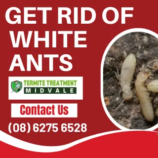 White Ant Termites In  Midvale