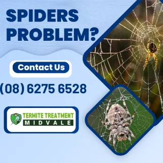 Tackling the Surge in Spiders