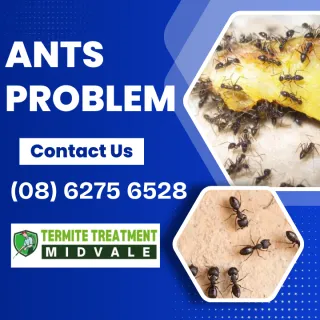 Looking for effective pest control solutions for Jack Jumper Ants