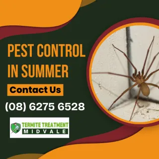 PEST WARNING SUMMER 2025 – Midvale Funnel Web Spiders