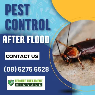 Avoid a Pest Disaster After Flooding