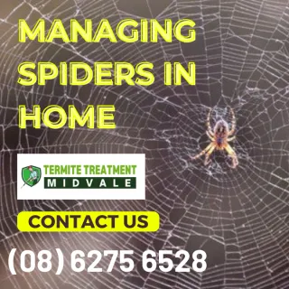 Facts not Fear: Managing Spiders in and Around Your Home