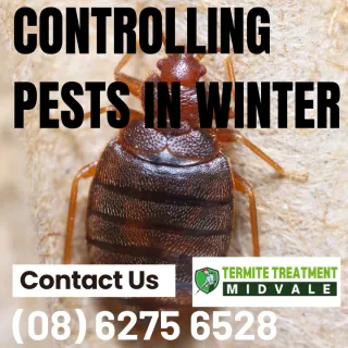 What pests should I look out for in winter?