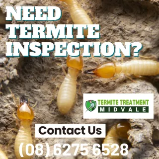 Have You Had Your Termite Inspection Done?