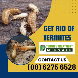 I have Termites