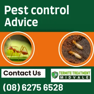 Moving in or moving out pest control advice