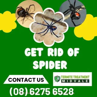 HOW TO GET RID OF SPIDERS