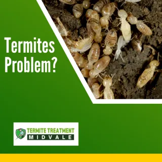 What Do Termites Look Like in Australia?