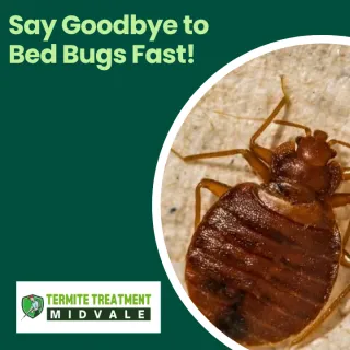 How to Get Rid of Bed Bugs Quickly and Safely at Home