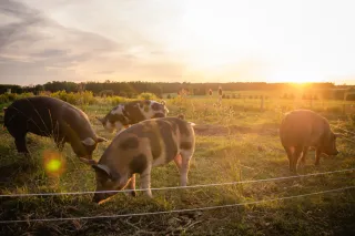 The Convenience Currency: Why Easy Access Trumps Price for Today's Meat Consumers
