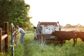 From Freezer Overstock to Sold Out: Build a Waitlist for Your Premium Ranch Products