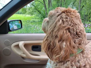 The Dog Days of Summer - July!