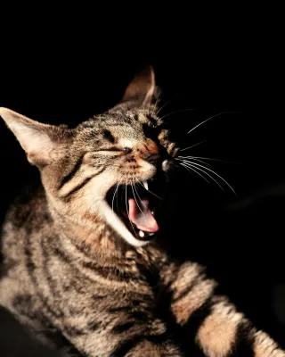 What Happens When Passive-Aggressiveness Meets Narcissism?