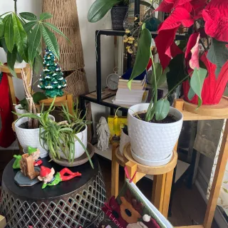 Navigating the Holiday Season with Ease and Grace