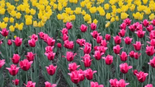 How to Sleep Better in the Spring Despite Pollen: Tips for Better Rest