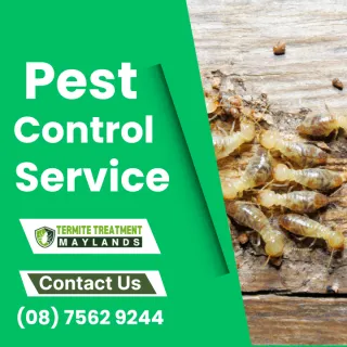 Why Local Pest Control Service Matters: Choosing Alpha Termite Treatment Maylands Near You
