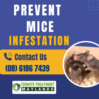 How do mice get in the house?