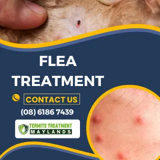 End of Lease Flea Treatment in Maylands