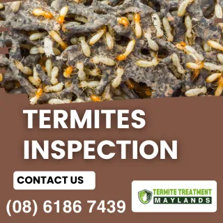 How Often To Get A Termite Inspection?
