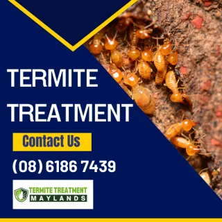 Facts About Termites!
