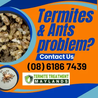 Termites or Ants