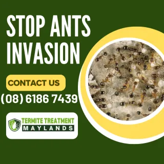 The Ant Invasion: Unusual Weather Sparks an Unwelcome Guest