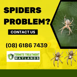 The Spikes in Maylands’ Spider Population – Exploring the Causes