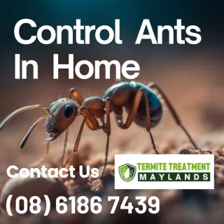 Ants: The Latest Problem Maylands Residents Are Battling