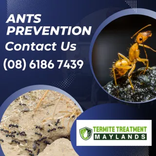 Myths about ants you should not believe
