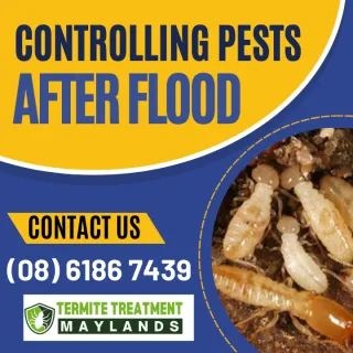 How to Control Pests After a Flood in both residential & commercial properties