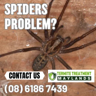 Spiders in Maylands and how to treat them