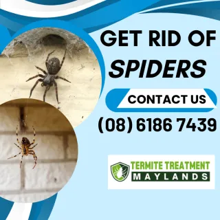 Ground Spiders – What are they and where can they be found?