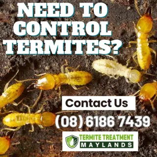 The Heat Is On and So Are Termites