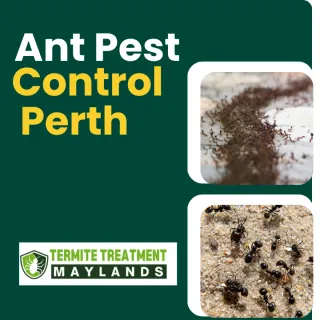 Ant Pest Control