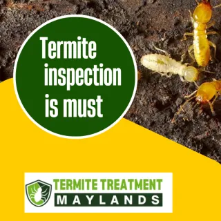 4 REASONS A TERMITE INSPECTION IS A GOOD IDEA