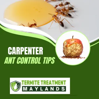 Carpenter Ants in Perth: How to Spot and Remove Them Safely