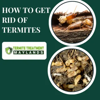 How to Get Rid of Termites