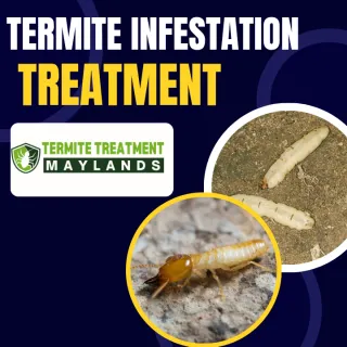 How is a Termite Infestation Treated?