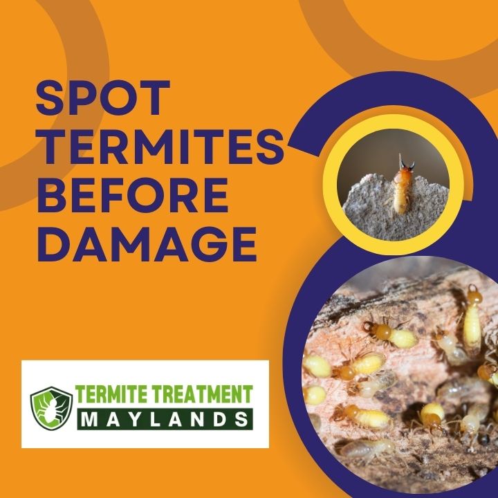 How to Detect Termites