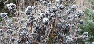 Get ahead this winter: Simple garden tasks to prepare for a brilliant spring