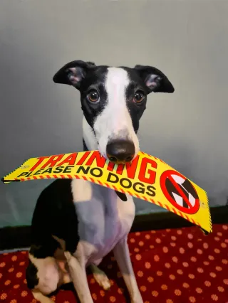 Reactive Dog Myths