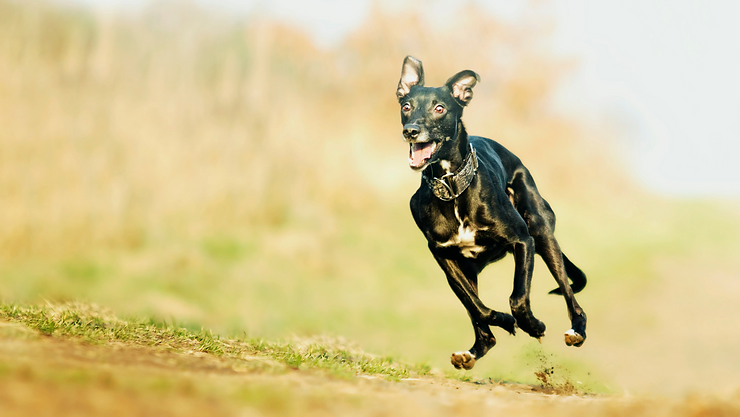 Rapid Recall For Your Whippet