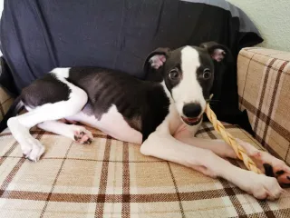 Handling Puppy Nipping