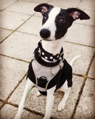 Top Skills To Teach Your Puppy