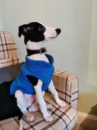 Puppy Problems