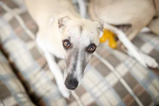 Won't Take Food! - 5 Reasons Why Your Whippet Isn't Foodie