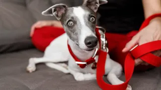 Motivation! 3 Ways to Boost Your Whippets Focus